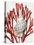 Shell Coral Red I-Caroline Kelly-Stretched Canvas