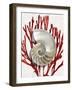 Shell Coral Red II-Caroline Kelly-Framed Art Print