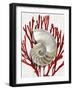 Shell Coral Red II-Caroline Kelly-Framed Art Print