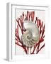 Shell Coral Red II-Caroline Kelly-Framed Art Print