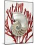 Shell Coral Red II-Caroline Kelly-Mounted Art Print