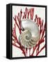 Shell Coral Red II-Caroline Kelly-Framed Stretched Canvas