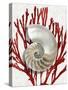 Shell Coral Red II-Caroline Kelly-Stretched Canvas