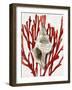 Shell Coral Red III-Caroline Kelly-Framed Art Print
