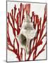 Shell Coral Red III-Caroline Kelly-Mounted Art Print