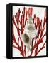 Shell Coral Red III-Caroline Kelly-Framed Stretched Canvas