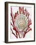 Shell Coral Red IV-Caroline Kelly-Framed Art Print