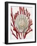 Shell Coral Red IV-Caroline Kelly-Framed Art Print