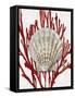 Shell Coral Red IV-Caroline Kelly-Framed Stretched Canvas