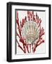 Shell Coral Red IV-Caroline Kelly-Framed Art Print