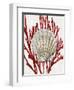 Shell Coral Red IV-Caroline Kelly-Framed Art Print