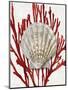 Shell Coral Red IV-Caroline Kelly-Mounted Art Print
