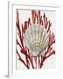 Shell Coral Red IV-Caroline Kelly-Framed Art Print