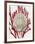 Shell Coral Red IV-Caroline Kelly-Framed Art Print