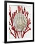 Shell Coral Red IV-Caroline Kelly-Framed Art Print