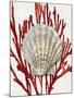 Shell Coral Red IV-Caroline Kelly-Mounted Art Print