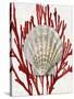 Shell Coral Red IV-Caroline Kelly-Stretched Canvas