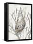 Shell Coral Silver I-Caroline Kelly-Framed Stretched Canvas