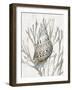 Shell Coral Silver I-Caroline Kelly-Framed Art Print