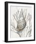 Shell Coral Silver I-Caroline Kelly-Framed Art Print