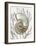 Shell Coral Silver II-Caroline Kelly-Framed Art Print