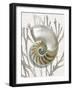 Shell Coral Silver II-Caroline Kelly-Framed Art Print
