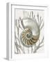 Shell Coral Silver II-Caroline Kelly-Framed Art Print