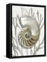 Shell Coral Silver II-Caroline Kelly-Framed Stretched Canvas