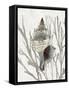 Shell Coral Silver III-Caroline Kelly-Framed Stretched Canvas