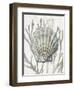 Shell Coral Silver IV-Caroline Kelly-Framed Art Print