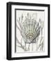 Shell Coral Silver IV-Caroline Kelly-Framed Art Print