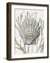 Shell Coral Silver IV-Caroline Kelly-Framed Art Print