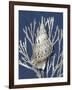 Shell Coral Silver on Blue I-Caroline Kelly-Framed Art Print