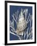 Shell Coral Silver on Blue I-Caroline Kelly-Framed Art Print