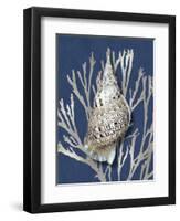 Shell Coral Silver on Blue I-Caroline Kelly-Framed Art Print