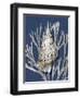 Shell Coral Silver on Blue I-Caroline Kelly-Framed Art Print