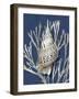 Shell Coral Silver on Blue I-Caroline Kelly-Framed Art Print