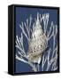 Shell Coral Silver on Blue I-Caroline Kelly-Framed Stretched Canvas