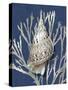 Shell Coral Silver on Blue I-Caroline Kelly-Stretched Canvas