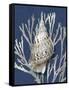 Shell Coral Silver on Blue I-Caroline Kelly-Framed Stretched Canvas