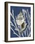 Shell Coral Silver on Blue III-Caroline Kelly-Framed Art Print