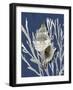 Shell Coral Silver on Blue III-Caroline Kelly-Framed Art Print