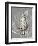 Shell Coral Silver on Gray I-Caroline Kelly-Framed Art Print