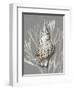 Shell Coral Silver on Gray I-Caroline Kelly-Framed Art Print