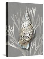 Shell Coral Silver on Gray I-Caroline Kelly-Stretched Canvas