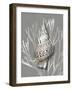 Shell Coral Silver on Gray I-Caroline Kelly-Framed Art Print