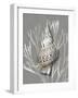 Shell Coral Silver on Gray I-Caroline Kelly-Framed Art Print