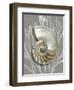 Shell Coral Silver on Gray II-Caroline Kelly-Framed Art Print