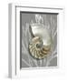 Shell Coral Silver on Gray II-Caroline Kelly-Framed Art Print