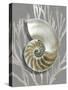 Shell Coral Silver on Gray II-Caroline Kelly-Stretched Canvas